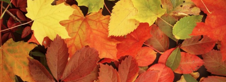 Diverse and Inclusive Leadership Workshop Report